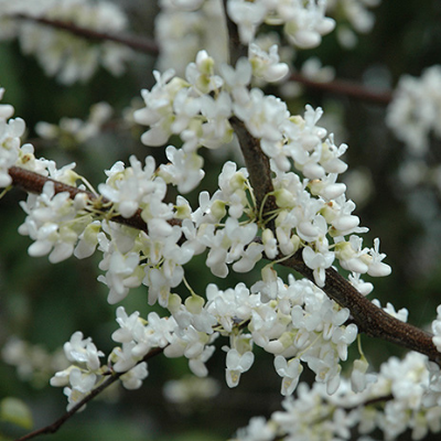 Red Bud, Texas White