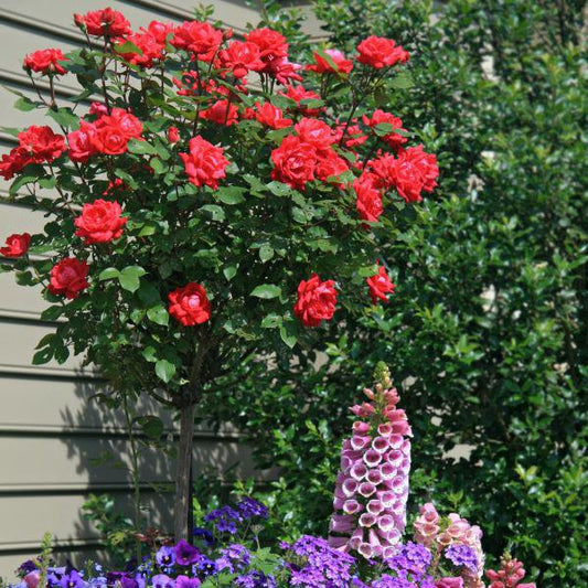 Rose, Patio Tree