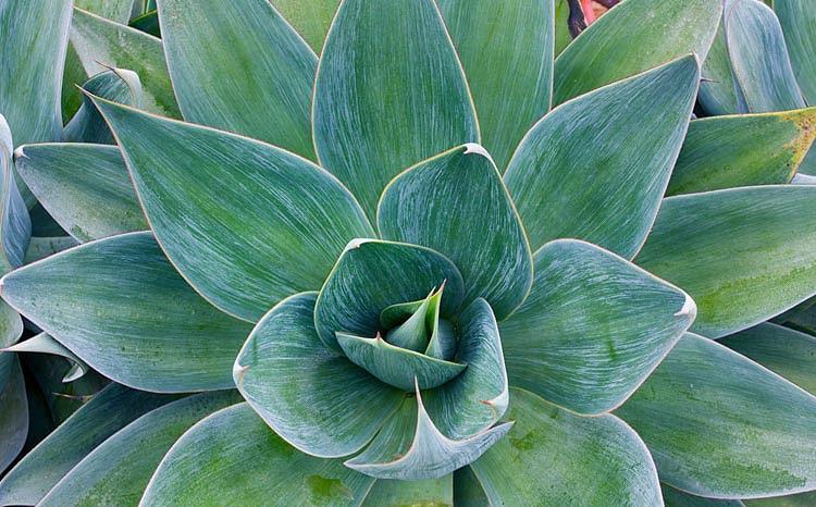 Agave, Blue Flame