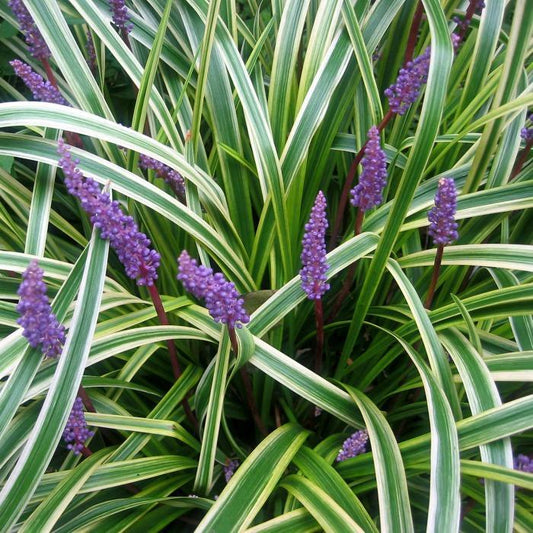 Liriope, Variegated