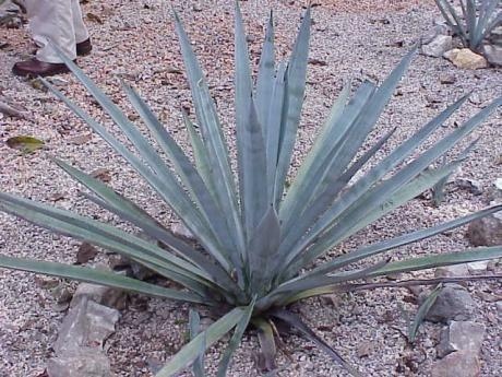 Agave, Weberi Blue