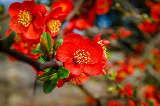 Quince, Flowering