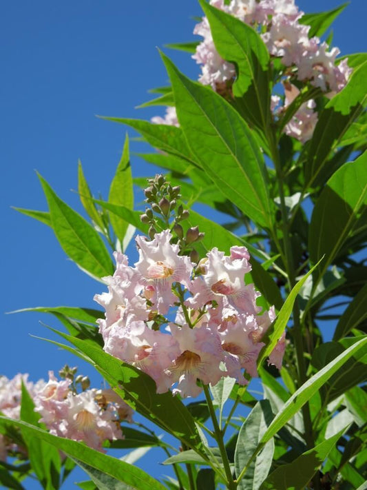 Chitalpa, Tree