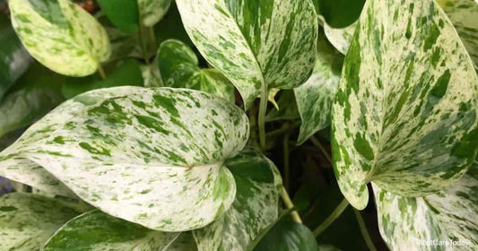 Pothos, Marble Snow Queen