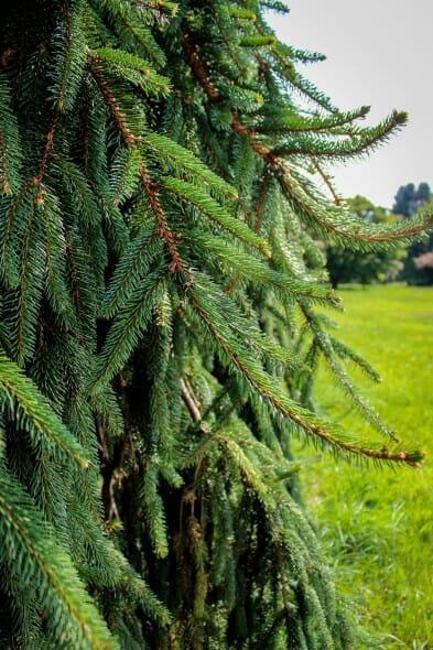 Spruce, Weeping Norway