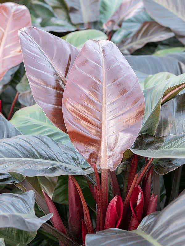 Philodendron, Imperial Red
