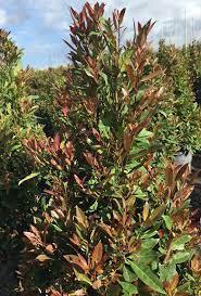 Morning Sun Blueberry Bush Form