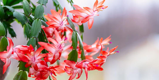 Christmas Cactus