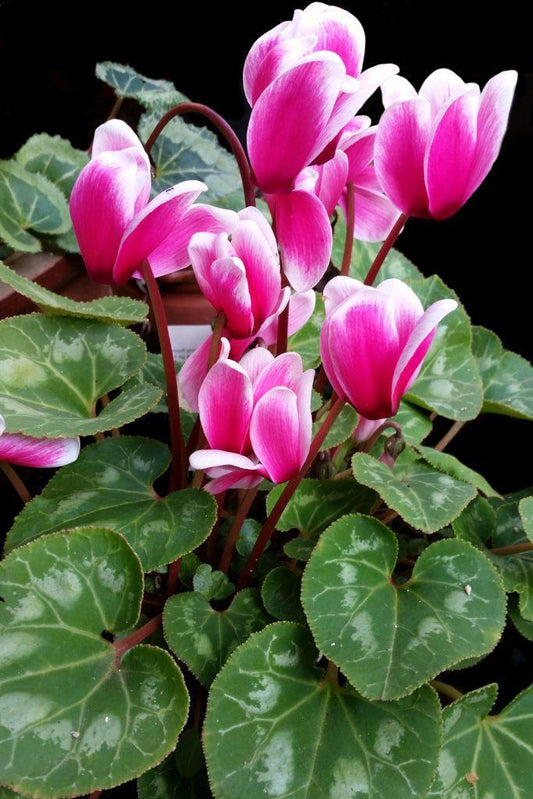 Cyclamen