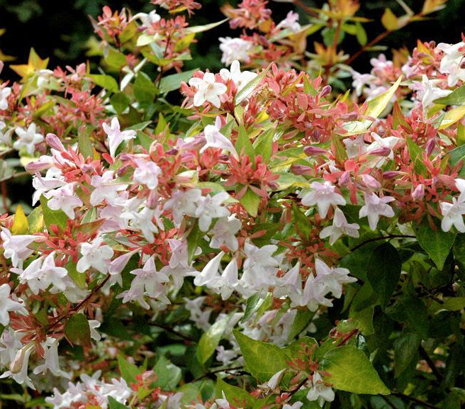 Abelia, Francis Mason