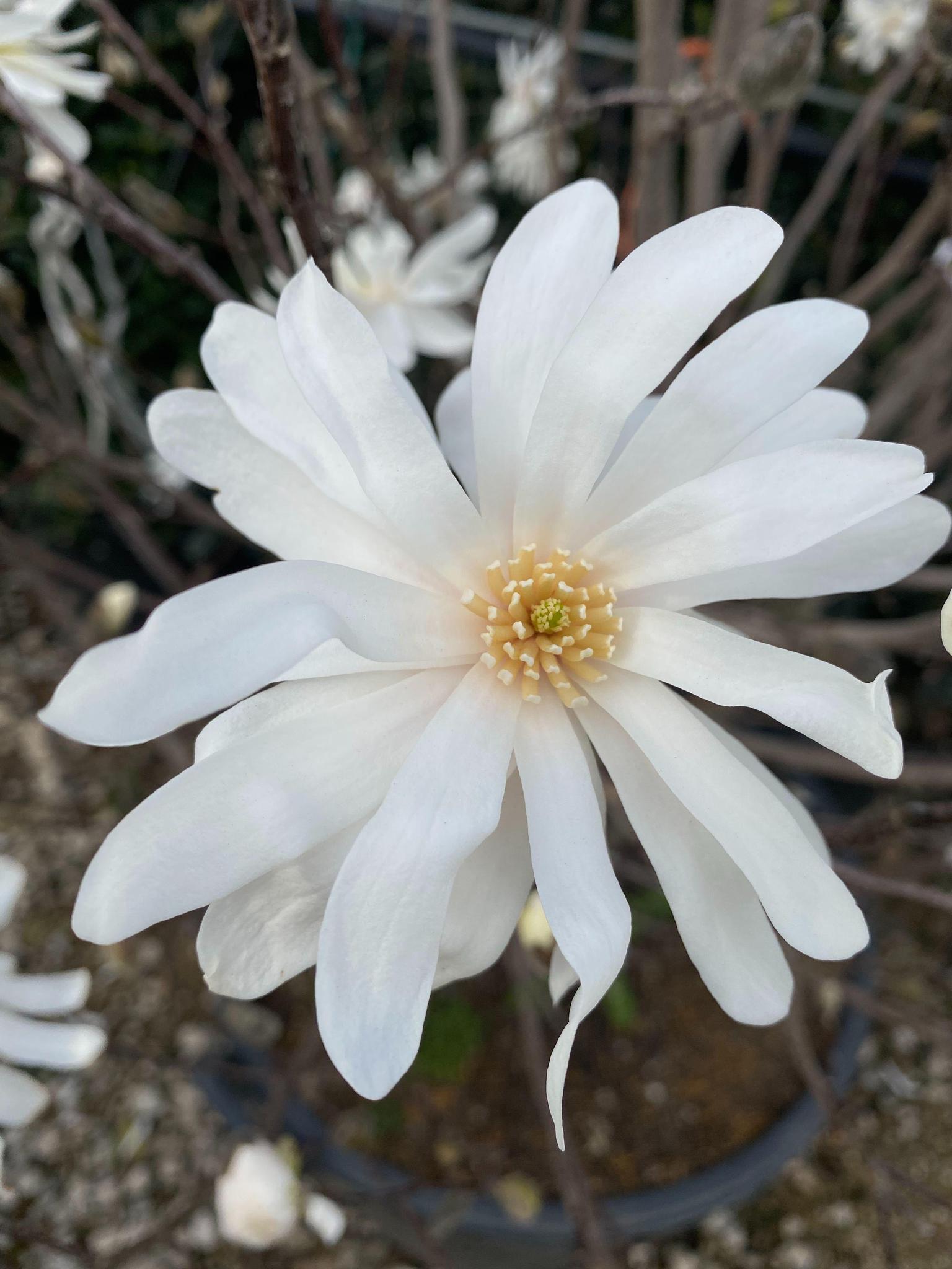 Magnolia, Star