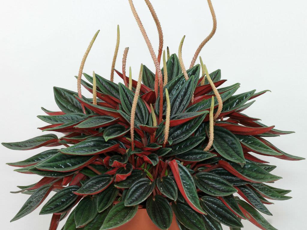 Peperomia, Rosso