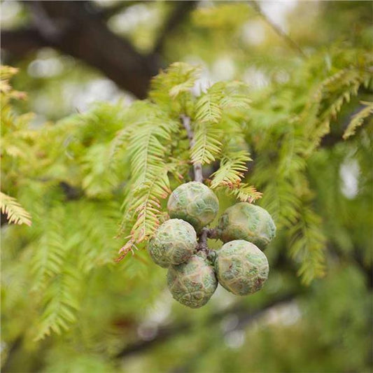 Cypress, Bald