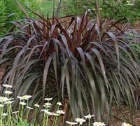 Pennisetum,  Princess Caroline