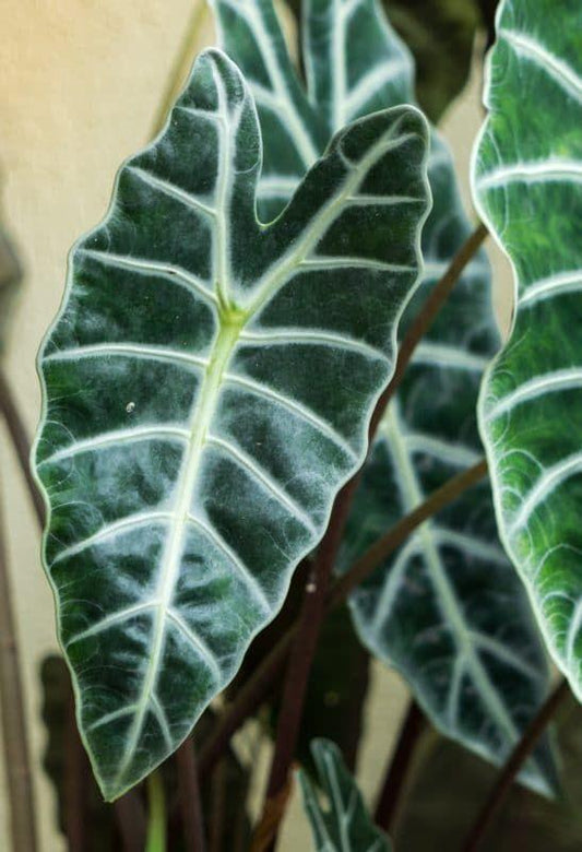 Alocasia, Polly