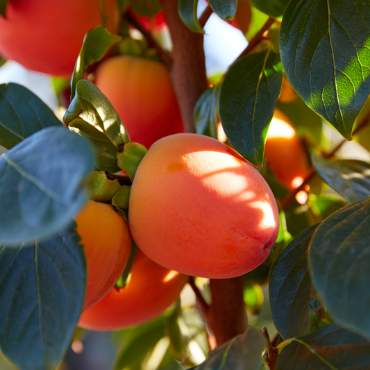 Persimmon, Fruit Tree