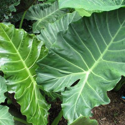 Alocasia, Mayan Mask