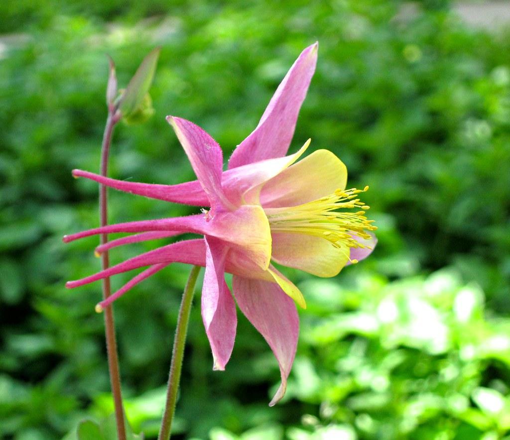 Aquilegia, Columbine