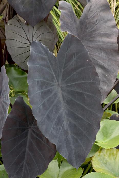 Elephant Ears, Black