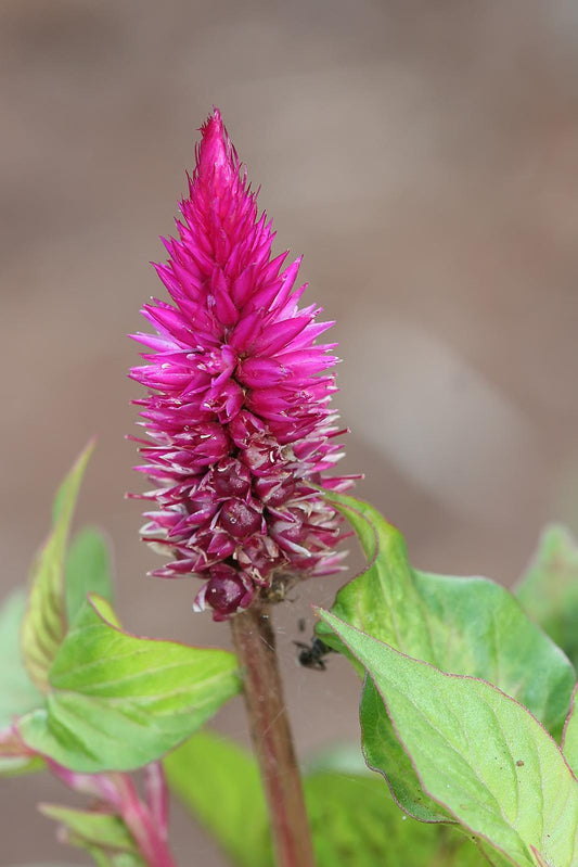 Celosia