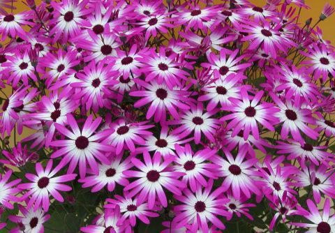 Pericallis, Senetti