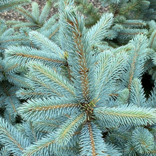 Spruce, Baby Blue
