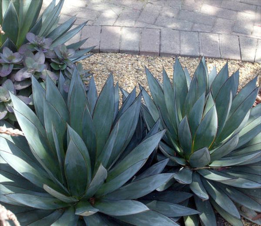 Agave, Blue Glow