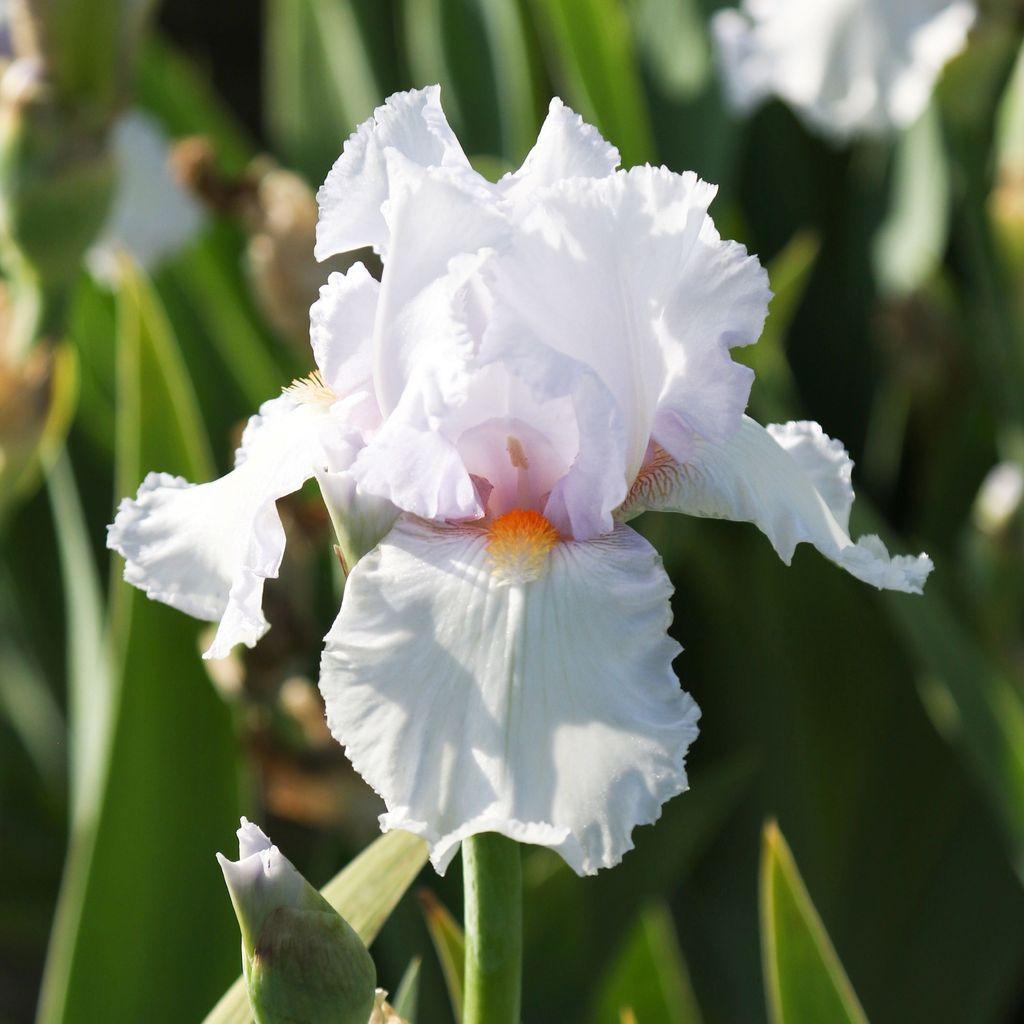 Iris, Bearded