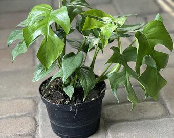 Philodendron, 'Ginny' Hoops