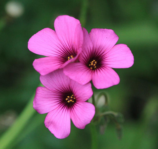 Oxalis, Pink Wood Sorrel