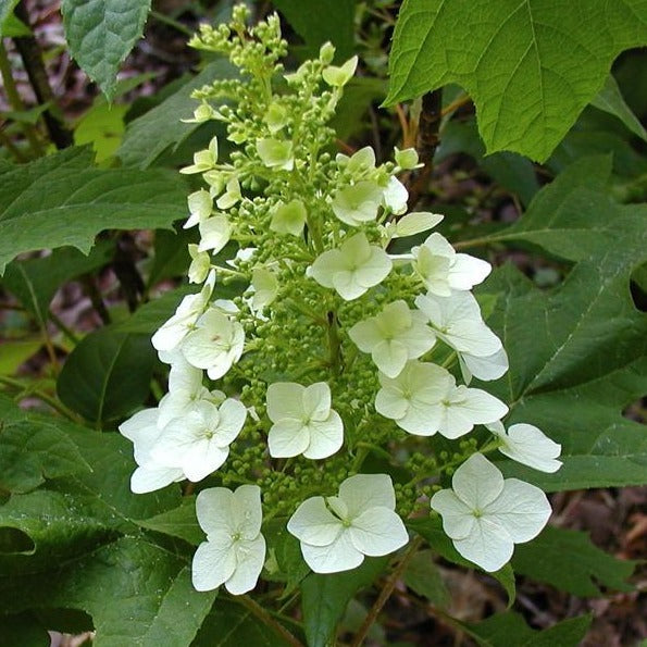 Hydrangea, Oak Leaf