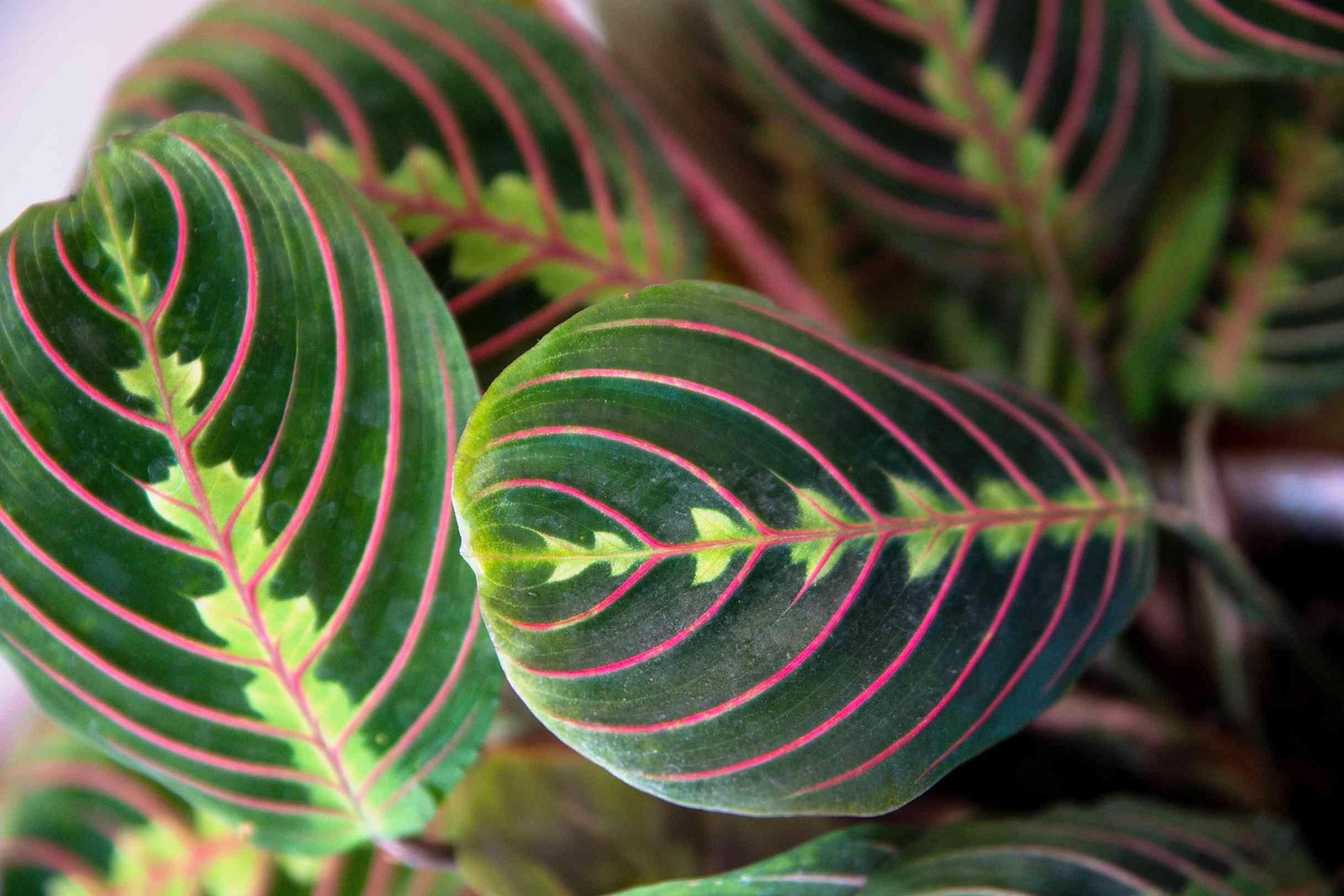 Maranta, Prayer Plant