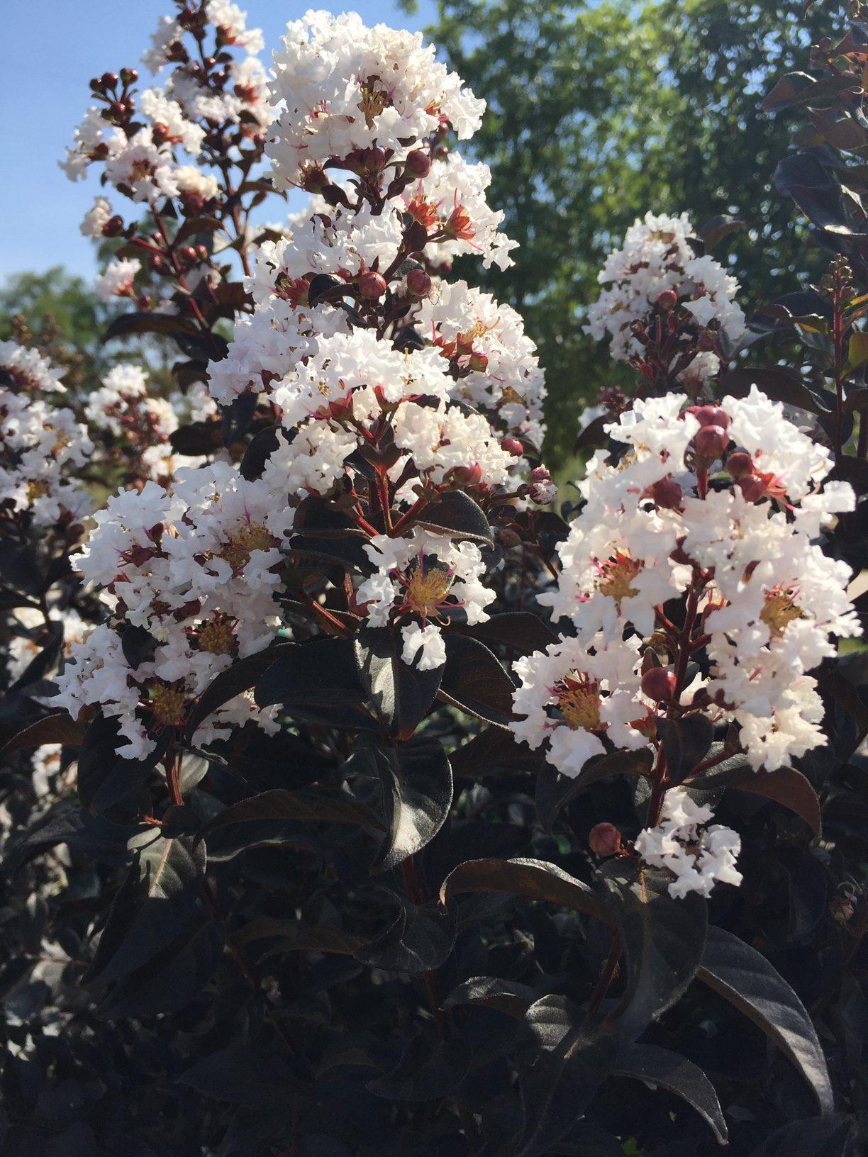 Crape Myrtle, Thunderstruck