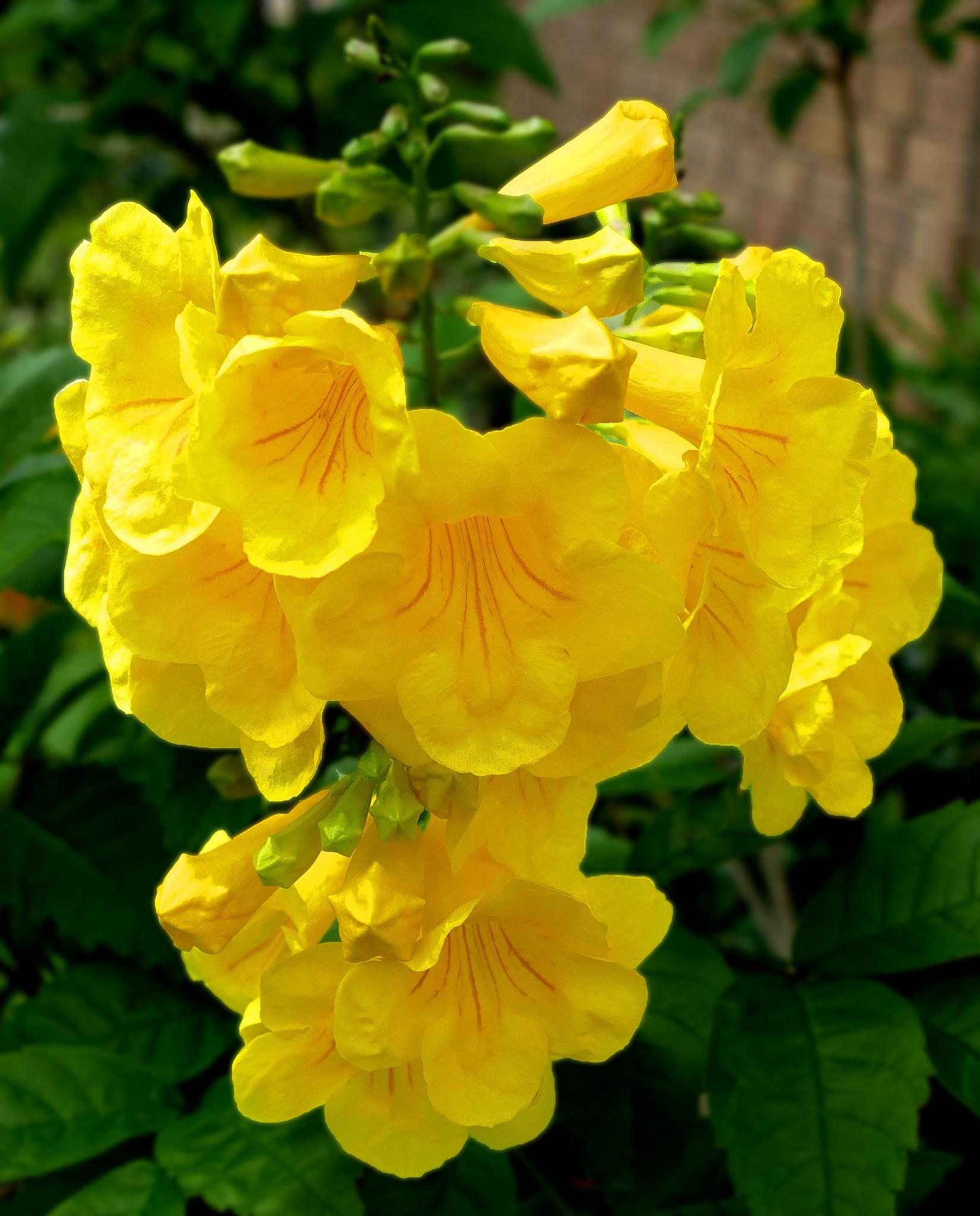 Esperanza, 'Yellow Bells'