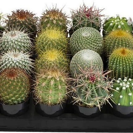 Assorted, Cactus