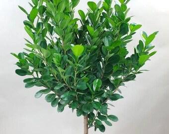 Ficus, Daniella