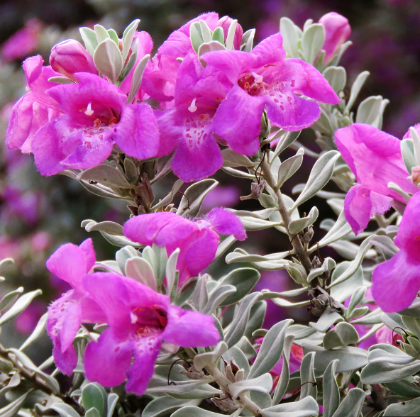 Texas Sage, Purple Rain