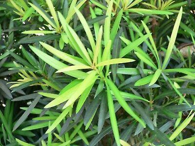 Podocarpus, 'Maki'