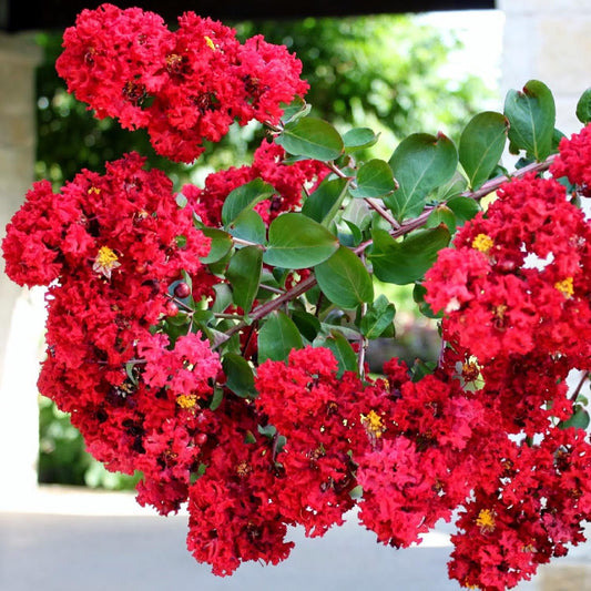 Crape Myrtle, Dynamite Red