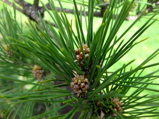 Pine, Japanese Black
