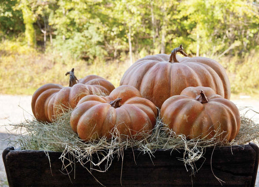 Pumpkin Collection