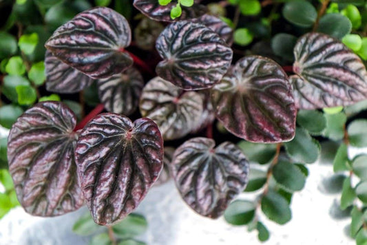 Peperomia, Ripple