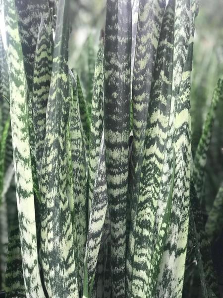 Sansevieria, Wintergreen