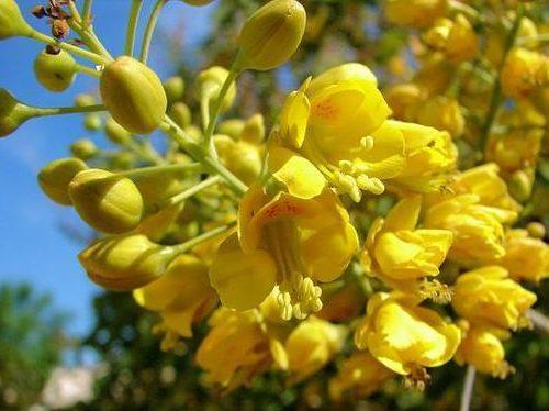 Mexican Bird of Paradise, Yellow