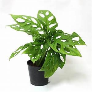 Philodendron , Swiss Cheese