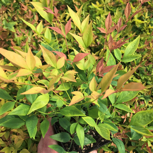 Nandina, Gulf Stream