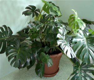 Philodendron, Monstera