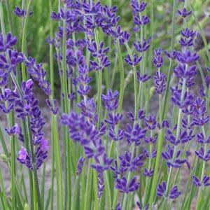 Lavender, Bandera Deep Purple