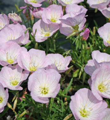 Oenothera, Siskiyou