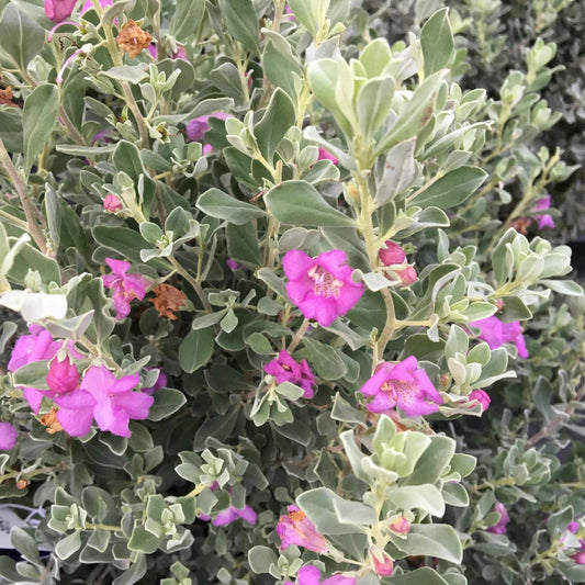 Texas Sage, Desperado/ Silverado